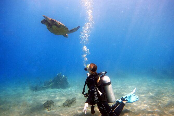 Scuba Diving in Maui with No Experience Needed - The Reef Route: Wildlife You’ll Actually Be Able to See
