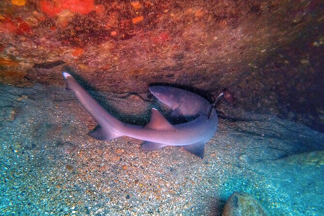 Scuba Diving in Maui with No Experience Needed - Gear, Comfort, and Why the Small Group Size Matters