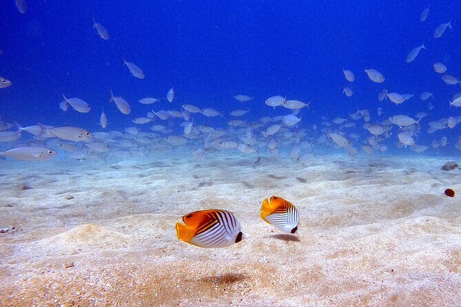 Scuba Diving in Maui with No Experience Needed - Price and Value: What $199 Gets You in Maui