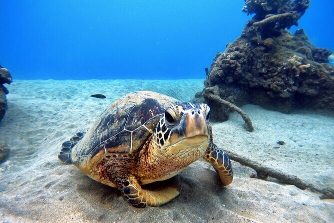 Scuba Diving in Maui with No Experience Needed - Meeting Point and Getting There Without Stress