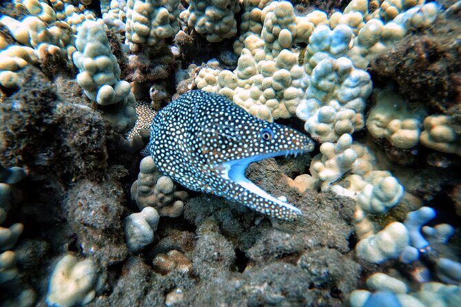 Scuba Diving in Maui with No Experience Needed - Who This Is Best For (and Who Might Want a Different Plan)