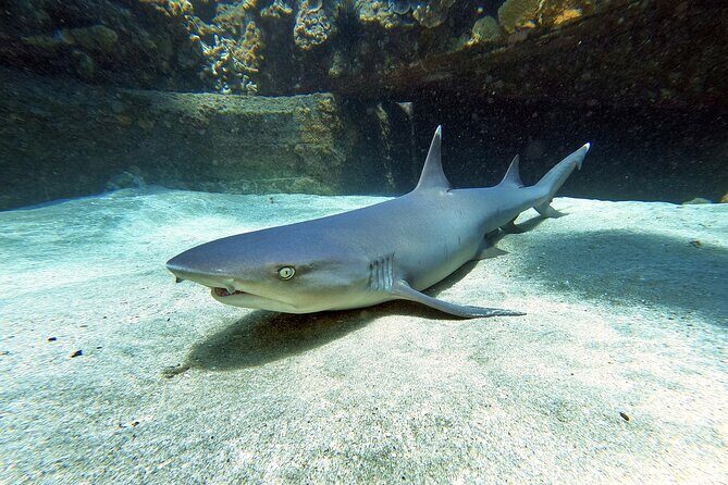 Scuba Diving in Maui with No Experience Needed - Entering the Water and Handling the Weight Requirements