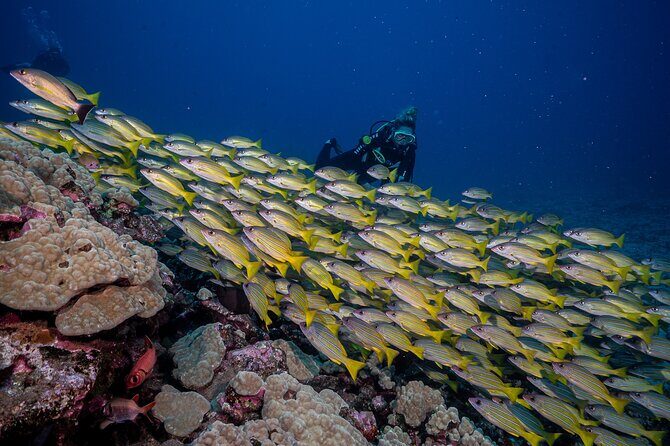Small-Group Shark and Turtle Dive for Certified Divers - Gear, Comfort, and the Reality of Walking With Your Kit