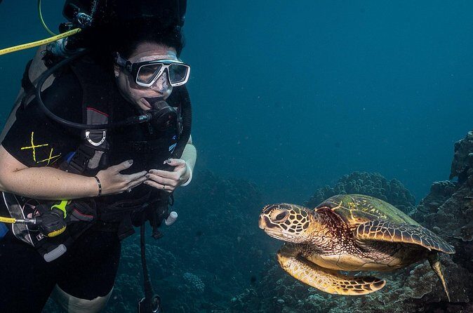 Small-Group Shark and Turtle Dive for Certified Divers - Timing and Value: 2.5 Hours, Near-One-Hour Underwater, $135.80