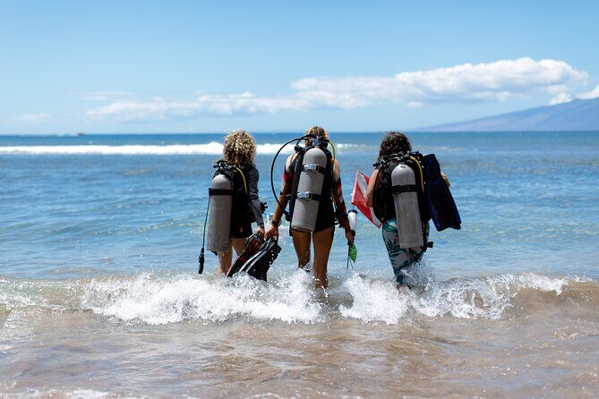 Small-Group Shark and Turtle Dive for Certified Divers - How the Morning Plan Works: From Meeting to Water Time