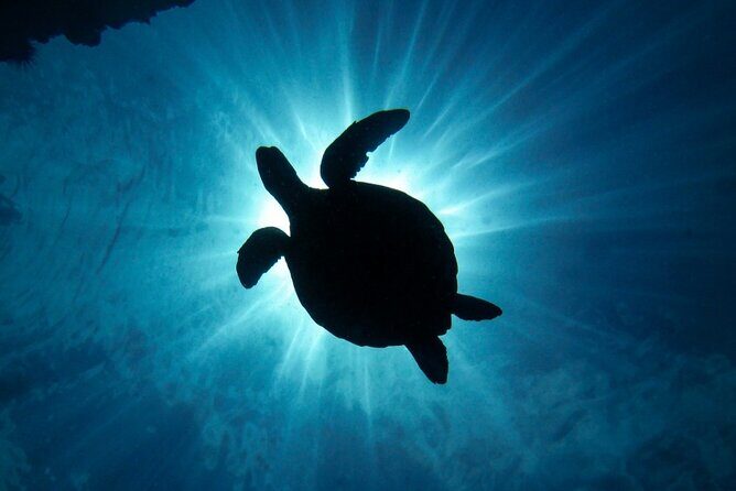 South Maui Discover Scuba Dive - Shore-First Intro Scuba in South Maui