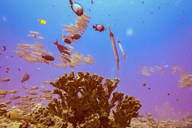 South Maui Discover Scuba Dive - Equipment, Gear Fit, and Photo Memories That Matter
