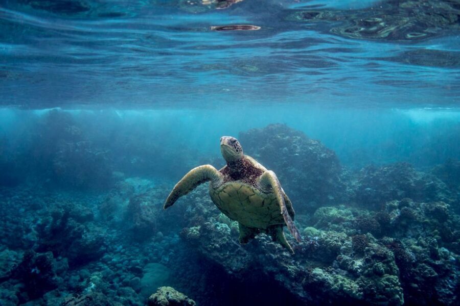 South Maui: Whale Watch Kayaking and Snorkel Tour in Kihei - Snorkeling the Reef for Honu (Plus What You Might See)