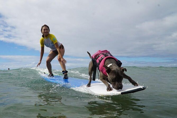 Surf with a Service Animal - Key Highlights You’ll Actually Feel