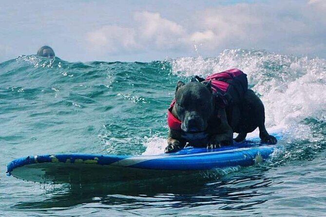 Surf with a Service Animal - Getting Up and Surfing: The First Few Minutes Matter
