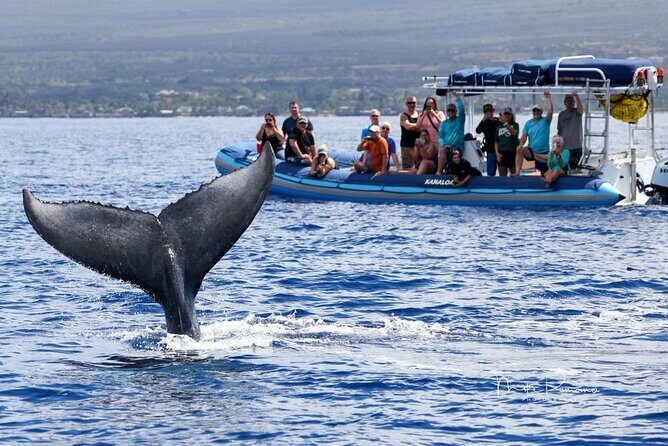 The Best 10 am 1.5 Hour Whale Watching Tour - Key points before you go