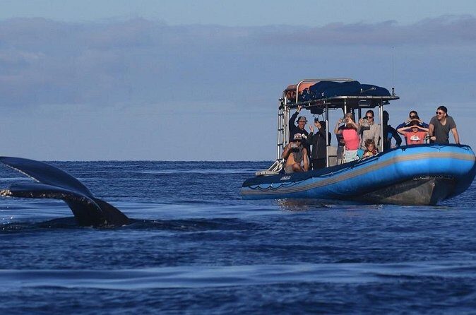 The Best 12 pm 1.5 Hour Whale Watching Tour - Price and value at $97.30: what you’re buying besides a boat ride