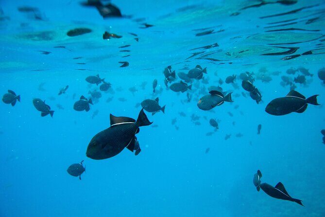The Best 2.5 Hour Molokini Snorkel Tour & Whale Watch - Molokini Crater and whales in 2.5 hours: the rhythm of the day