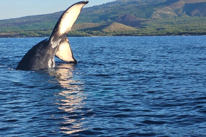 The Best 8 am 1.5 Hour Whale Watching Tour - Key highlights worth caring about