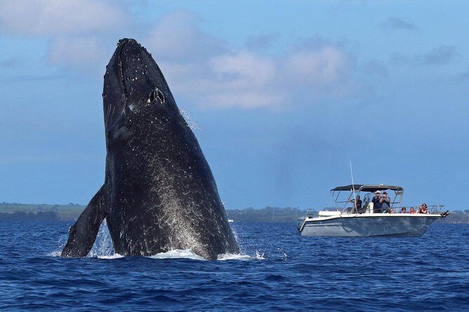 The Best 8 am 1.5 Hour Whale Watching Tour - Kihei Boat Ramp logistics: parking and where to meet