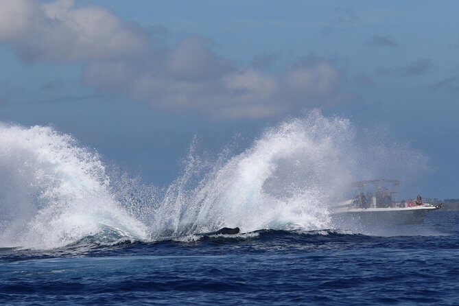 The Best 8 am 1.5 Hour Whale Watching Tour - Close-up encounters and why the crew may stretch the schedule