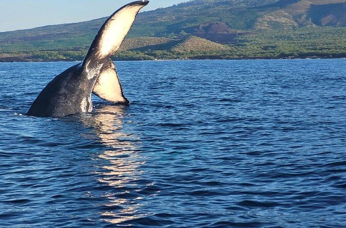 The Best 8 am 1.5 Hour Whale Watching Tour - Cost, what you get for $97.30, and value on a raft