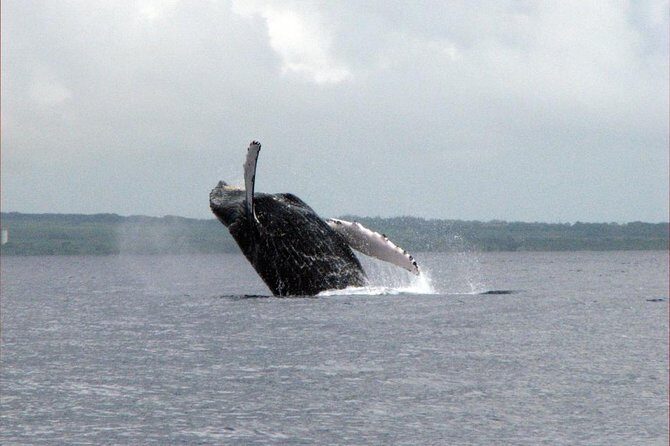 The Best 8 am 1.5 Hour Whale Watching Tour - What to pack: towels, layers, and the no-restroom reality