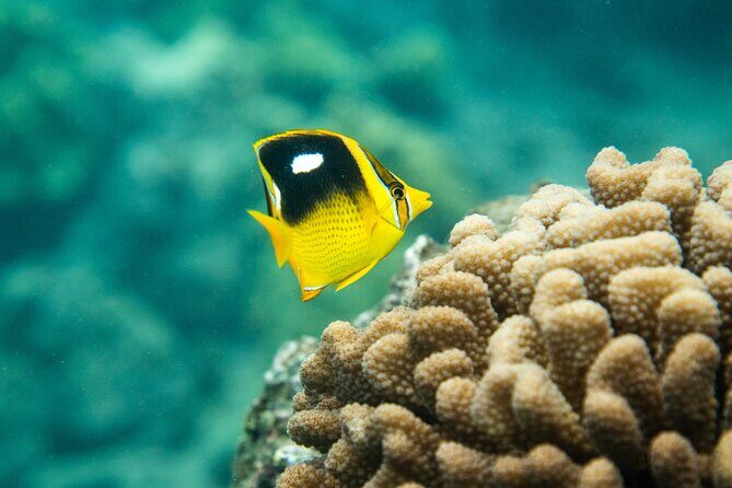 The Best Maui 3 Hour Molokini and Turtle Town Snorkel - The 7:00 am meeting point and the small-boat pace