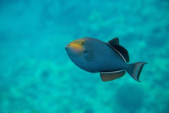 The Best Maui 3 Hour Molokini and Turtle Town Snorkel - Breakfast, snacks, and the lunch options you actually care about