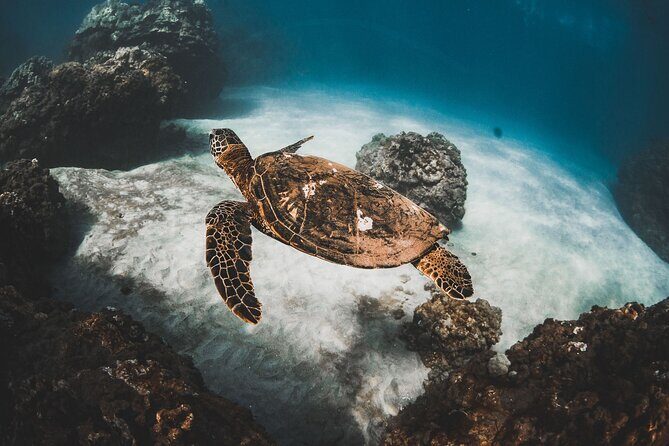 Turtles & Tacos Luxury Catamaran Snorkel - Key things to know before you book