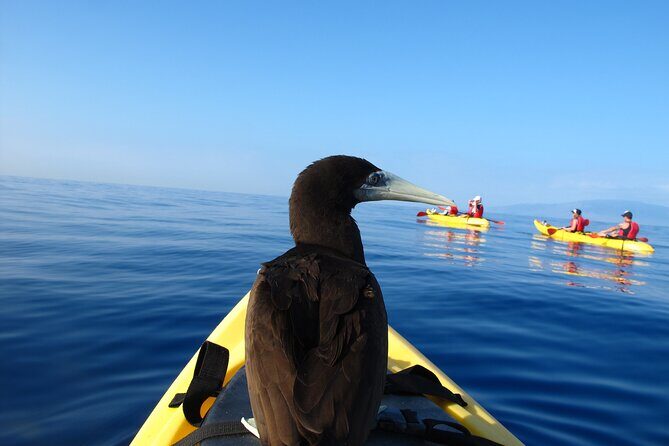 Ultimate Maui Kayak Snorkel Experience - Anchoring over sandy bottom: setting up for turtles and corals