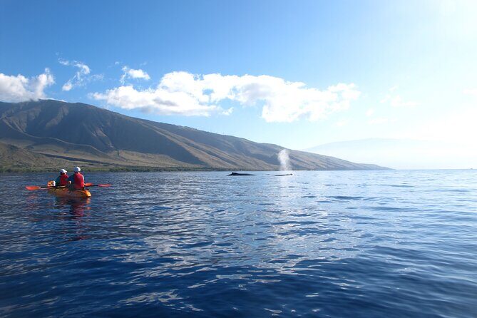 Ultimate Maui Whale Watch Snorkel Tour - Meet Griff: The Marine Naturalist Approach That Changes How You See It