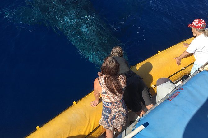 VIP (12 Guests ONLY) Ultimate Whale Watch - Key Highlights You’ll Feel Right Away