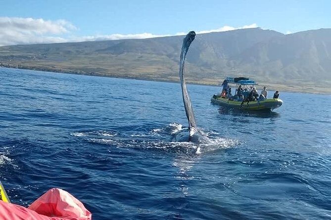 VIP (12 Guests ONLY) Ultimate Whale Watch - Lahaina Harbor VIP: What the 12-Guest Raft Feels Like