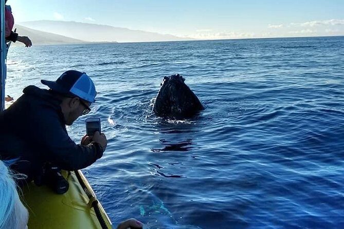 VIP (12 Guests ONLY) Ultimate Whale Watch - What You’ll Likely See: Humpbacks, Calves, and Male Competition