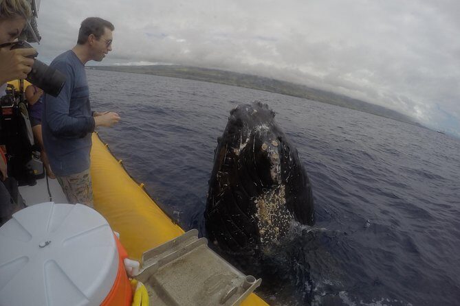 VIP (12 Guests ONLY) Ultimate Whale Watch - Price and Value: Why $125 Can Make Sense for VIP