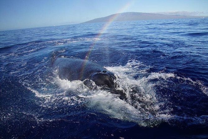 VIP (12 Guests ONLY) Ultimate Whale Watch - Who Should Book the Ultimate Whale Watch VIP?
