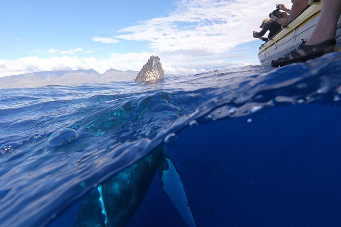VIP (12 Guests ONLY) Ultimate Whale Watch - Quick FAQ Before You Commit