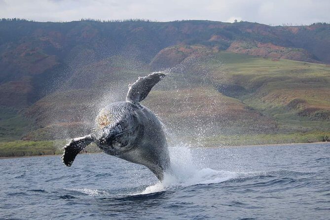 VIP (12 Guests ONLY) Ultimate Whale Watch - The Two-Hour Plan: From Front Street to the Whale Zone