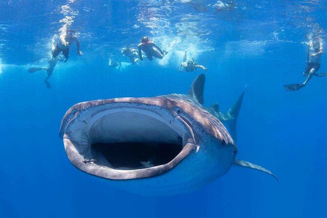 VIP Aloha Nui Snorkel Adventure w/ optional SCUBA from Lahaina - Key highlights you’ll feel the moment you arrive
