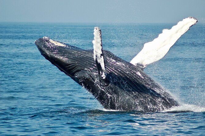 VIP Premiere Whale Watch Kaanapali Beach MAX 12 PASSENGERS - Seas, comfort, and the stuff you should bring