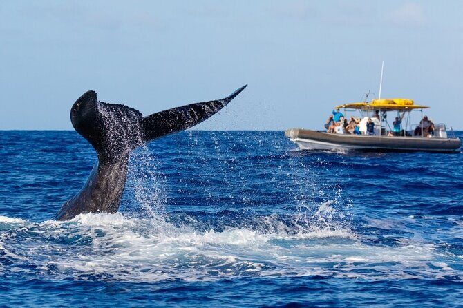 VIP Premiere Whale Watch Kaanapali Beach MAX 12 PASSENGERS - Price and value: does $129 make sense for Maui whales?