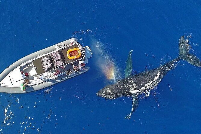 VIP Premiere Whale Watch Kaanapali Beach MAX 12 PASSENGERS - What the 2-hour itinerary feels like in real life