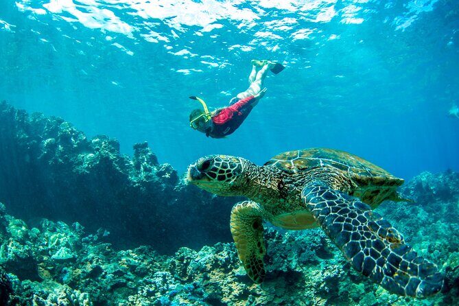 West Maui Afternoon Snorkel from Ka’anapali Beach - The Snorkeling Portion: Easy for First-Timers, Real for Everyone