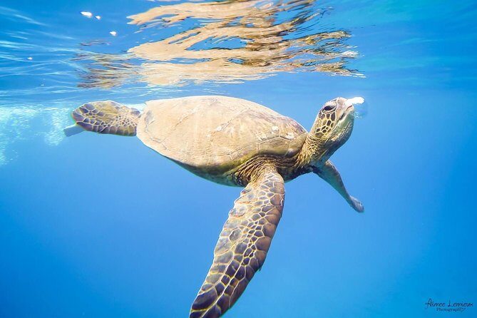 West Maui Afternoon Snorkel from Ka’anapali Beach - Food and the Open Bar: Why It Changes the Whole Feel of Snorkeling