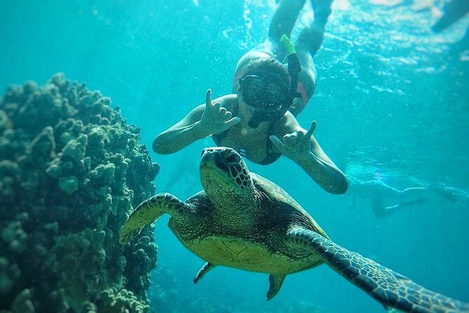 West Maui Half Day Snorkel from Ka’anapali Beach - The wildlife plan: honu, fish schools, dolphins, and seasonal humpbacks