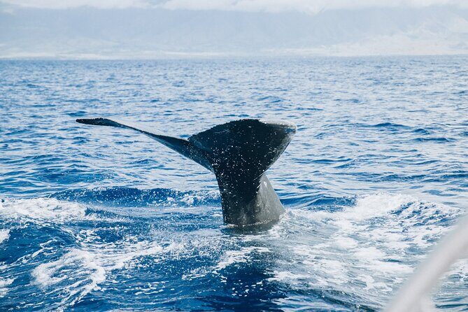 West Maui Snorkel & Sail - Sailing Time Near Lahaina: The Part That Feels Like a Vacation Even If You Snorkel Well