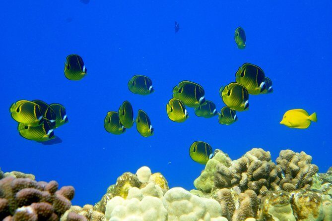 West Maui Snorkeling Experience by Boat from Ka'anapali - Food and comfort on board: you’ll be glad it’s included