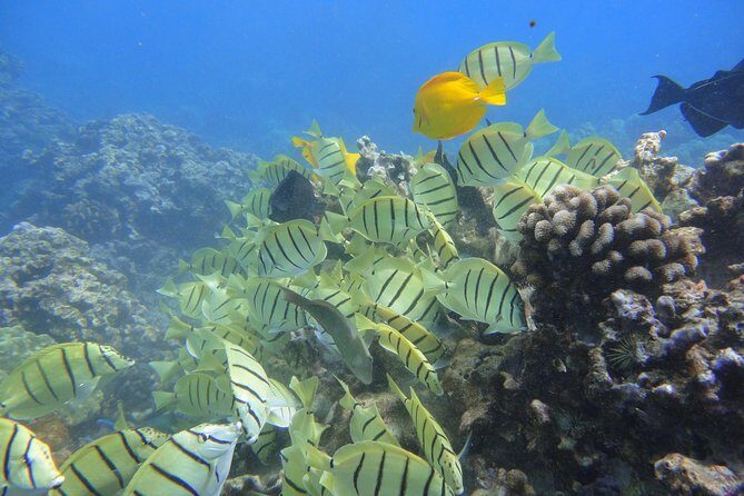 West Maui Snorkeling Experience by Boat from Ka'anapali - The guide-in-the-water difference (and why it improves your odds)