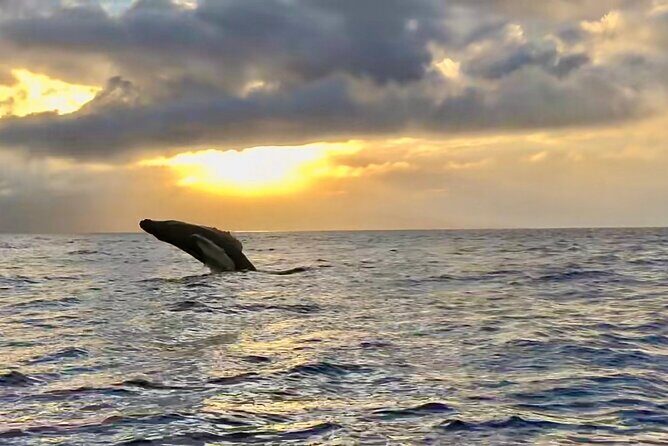 West Maui Sunset Whale Watch - How the Crew Finds Whales: Behavior, Positioning, and Patience