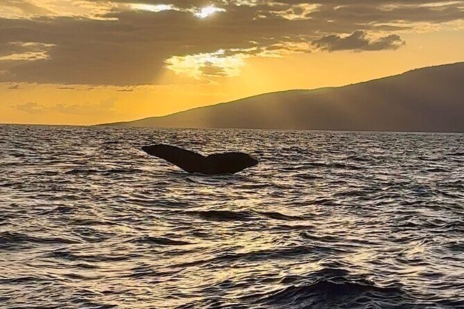 West Maui Sunset Whale Watch - Should You Book This West Maui Sunset Whale Watch?