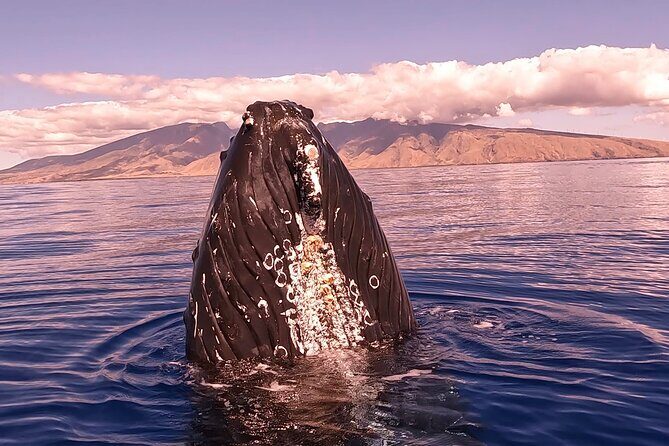 West Maui Sunset Whale Watch - A Spacious Boat With 360° Views (And Real Space to Move)