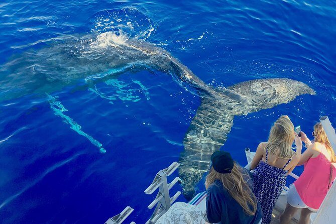 Whale Watch and Turtles Snorkel - Key things to know before you go