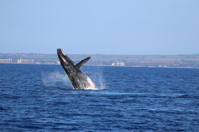 Whale Watch and Turtles Snorkel - Who should book this, and who might not love it