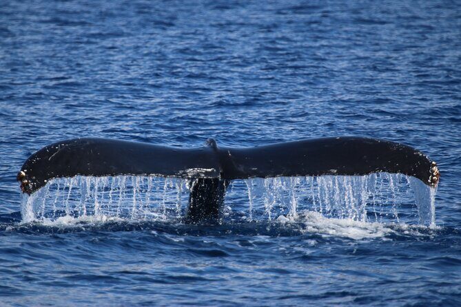 Whale Watch and Turtles Snorkel - Whale watching with a guarantee: how the captain finds action